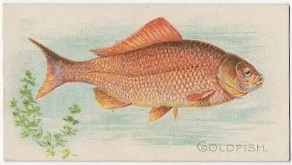 14 Goldfish